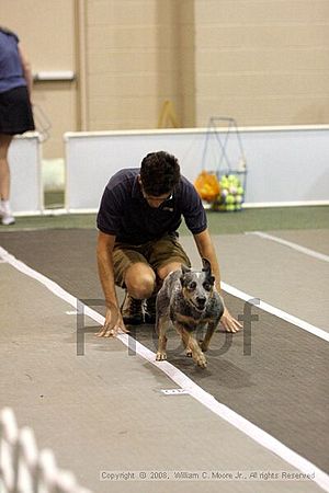 Dawg Derby Flyball Tournement<br />July 12<br />Classic Center<br />Athens, Ga