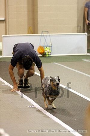 Dawg Derby Flyball Tournement<br />July 12<br />Classic Center<br />Athens, Ga