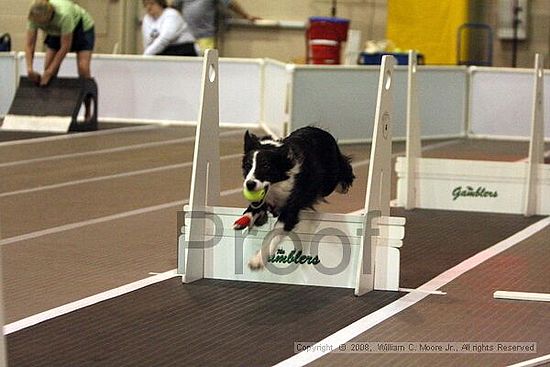 Dawg Derby Flyball Tournement<br />July 12<br />Classic Center<br />Athens, Ga