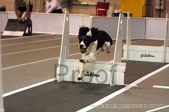 Dawg Derby Flyball Tournement<br />July 12<br />Classic Center<br />Athens, Ga