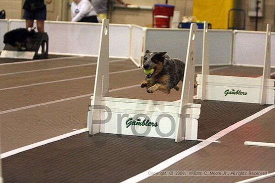 Dawg Derby Flyball Tournement<br />July 12<br />Classic Center<br />Athens, Ga