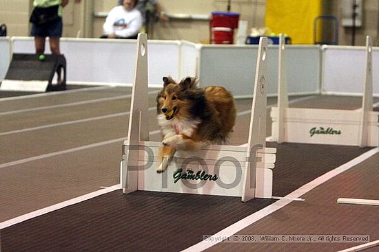 Dawg Derby Flyball Tournement<br />July 12<br />Classic Center<br />Athens, Ga