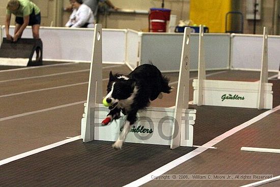 Dawg Derby Flyball Tournement<br />July 12<br />Classic Center<br />Athens, Ga