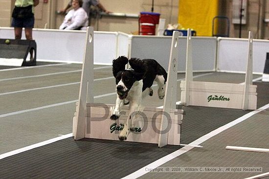 Dawg Derby Flyball Tournement<br />July 12<br />Classic Center<br />Athens, Ga