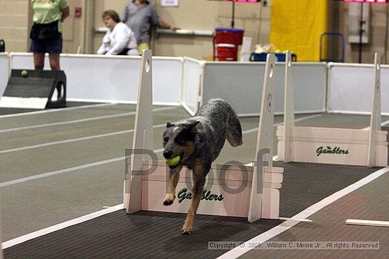Dawg Derby Flyball Tournement<br />July 12<br />Classic Center<br />Athens, Ga