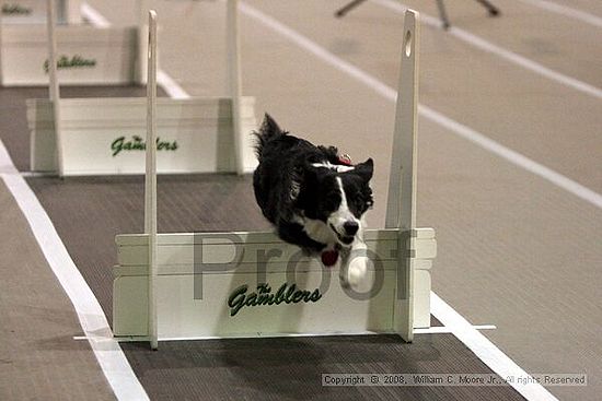 Dawg Derby Flyball Tournement<br />July 12<br />Classic Center<br />Athens, Ga