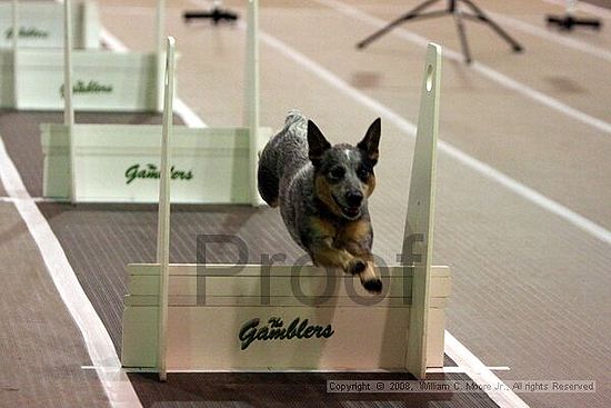 Dawg Derby Flyball Tournement<br />July 12<br />Classic Center<br />Athens, Ga