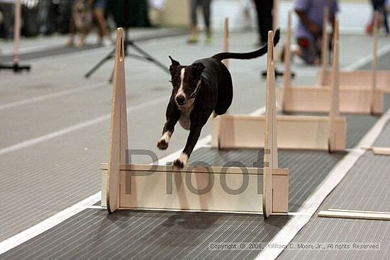 Dawg Derby Flyball Tournement<br />July 12<br />Classic Center<br />Athens, Ga