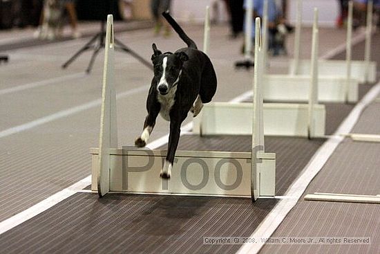 Dawg Derby Flyball Tournement<br />July 12<br />Classic Center<br />Athens, Ga