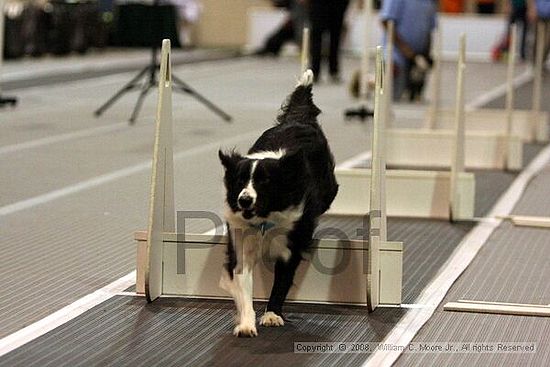 Dawg Derby Flyball Tournement<br />July 12<br />Classic Center<br />Athens, Ga