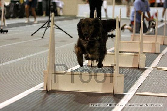 Dawg Derby Flyball Tournement<br />July 12<br />Classic Center<br />Athens, Ga