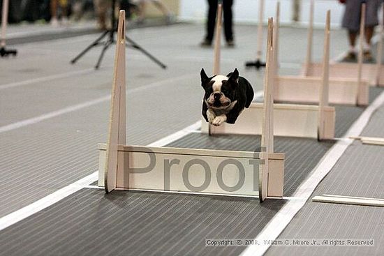 Dawg Derby Flyball Tournement<br />July 12<br />Classic Center<br />Athens, Ga