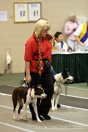 Dawg Derby Flyball Tournement<br />July 12<br />Classic Center<br />Athens, Ga