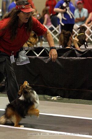 Dawg Derby Flyball Tournement<br />July 12<br />Classic Center<br />Athens, Ga