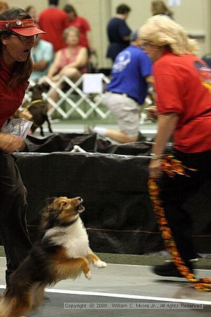 Dawg Derby Flyball Tournement<br />July 12<br />Classic Center<br />Athens, Ga