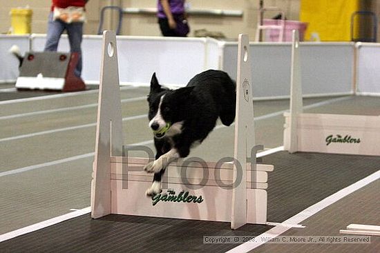 Dawg Derby Flyball Tournement<br />July 12<br />Classic Center<br />Athens, Ga