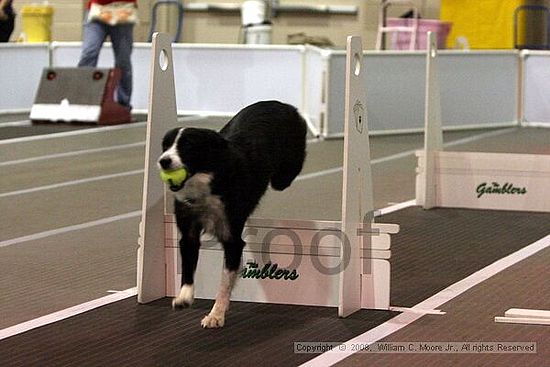 Dawg Derby Flyball Tournement<br />July 12<br />Classic Center<br />Athens, Ga