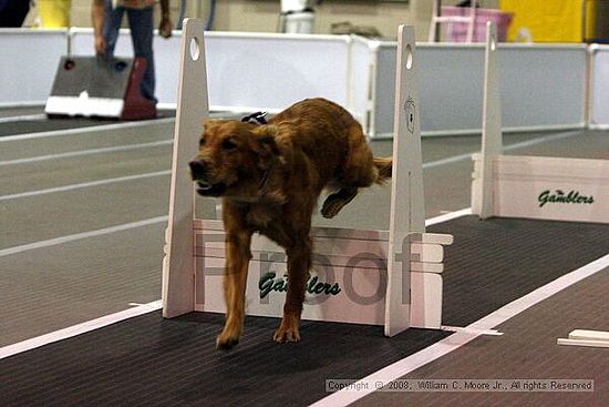 Dawg Derby Flyball Tournement<br />July 12<br />Classic Center<br />Athens, Ga