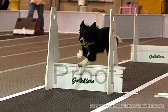 Dawg Derby Flyball Tournement<br />July 12<br />Classic Center<br />Athens, Ga