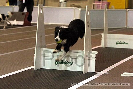 Dawg Derby Flyball Tournement<br />July 12<br />Classic Center<br />Athens, Ga