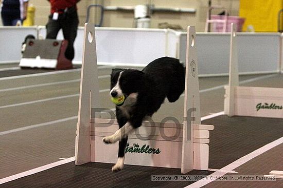 Dawg Derby Flyball Tournement<br />July 12<br />Classic Center<br />Athens, Ga