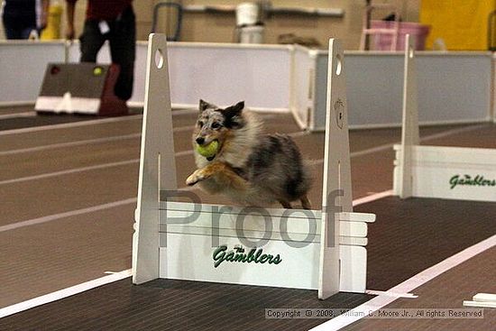 Dawg Derby Flyball Tournement<br />July 12<br />Classic Center<br />Athens, Ga