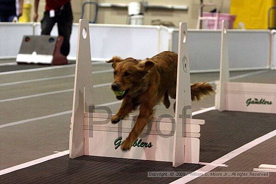 Dawg Derby Flyball Tournement<br />July 12<br />Classic Center<br />Athens, Ga