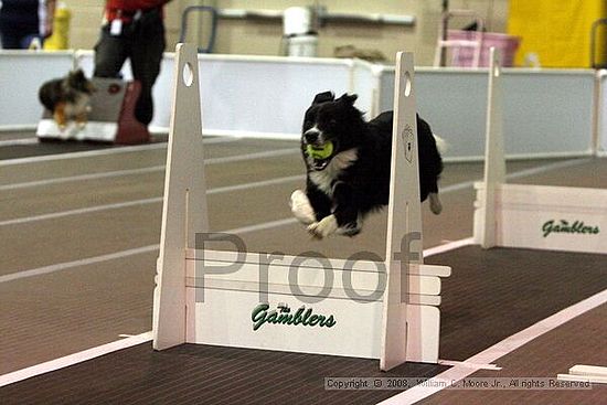 Dawg Derby Flyball Tournement<br />July 12<br />Classic Center<br />Athens, Ga