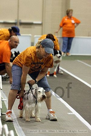 Dawg Derby Flyball Tournement<br />July 12<br />Classic Center<br />Athens, Ga