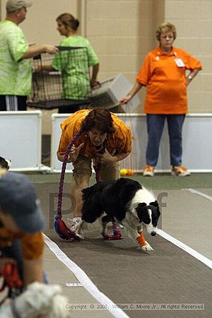 Dawg Derby Flyball Tournement<br />July 12<br />Classic Center<br />Athens, Ga