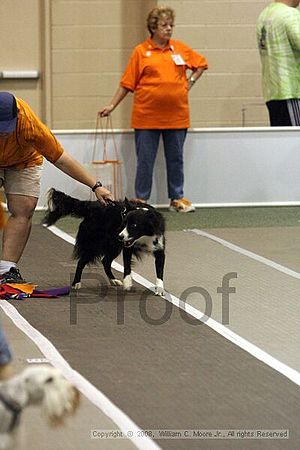 Dawg Derby Flyball Tournement<br />July 12<br />Classic Center<br />Athens, Ga