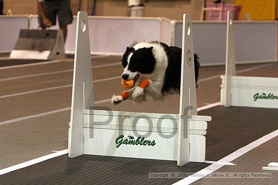Dawg Derby Flyball Tournement<br />July 12<br />Classic Center<br />Athens, Ga