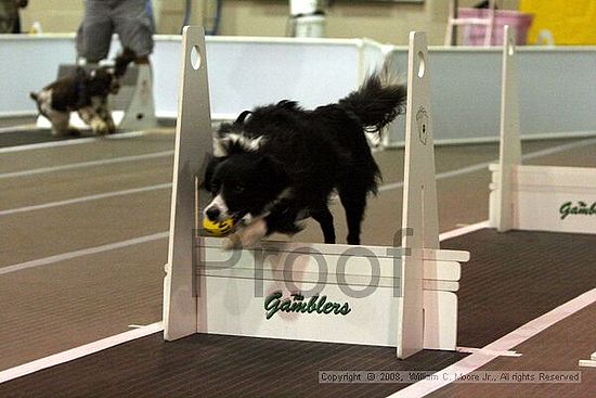 Dawg Derby Flyball Tournement<br />July 12<br />Classic Center<br />Athens, Ga