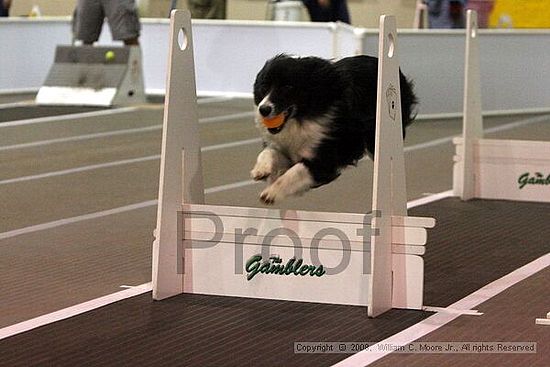 Dawg Derby Flyball Tournement<br />July 12<br />Classic Center<br />Athens, Ga
