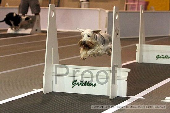 Dawg Derby Flyball Tournement<br />July 12<br />Classic Center<br />Athens, Ga