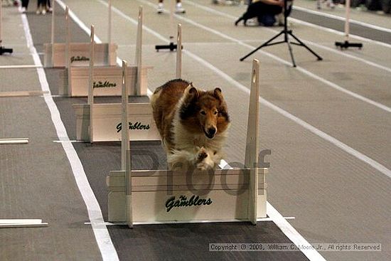 Dawg Derby Flyball Tournement<br />July 12<br />Classic Center<br />Athens, Ga