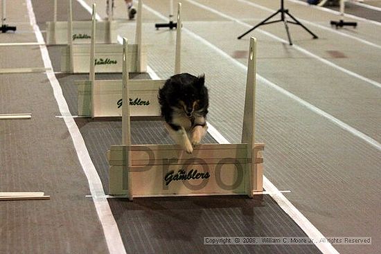 Dawg Derby Flyball Tournement<br />July 12<br />Classic Center<br />Athens, Ga