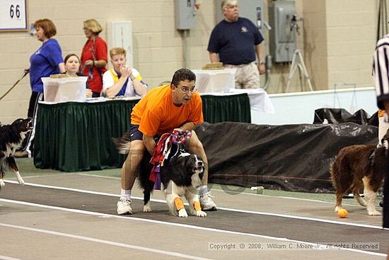 Dawg Derby Flyball Tournement<br />July 12<br />Classic Center<br />Athens, Ga