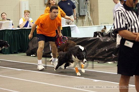 Dawg Derby Flyball Tournement<br />July 12<br />Classic Center<br />Athens, Ga