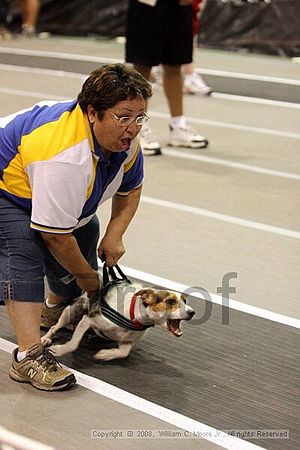 Dawg Derby Flyball Tournement<br />July 12<br />Classic Center<br />Athens, Ga