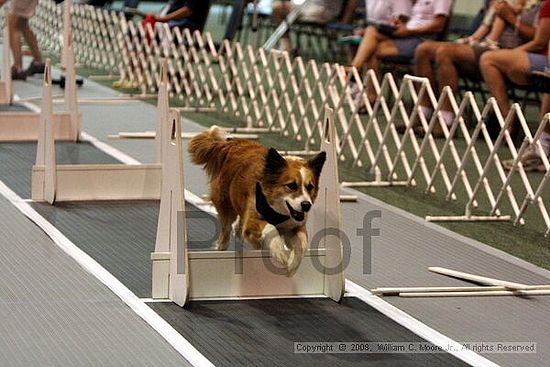 Dawg Derby Flyball Tournement<br />July 12<br />Classic Center<br />Athens, Ga