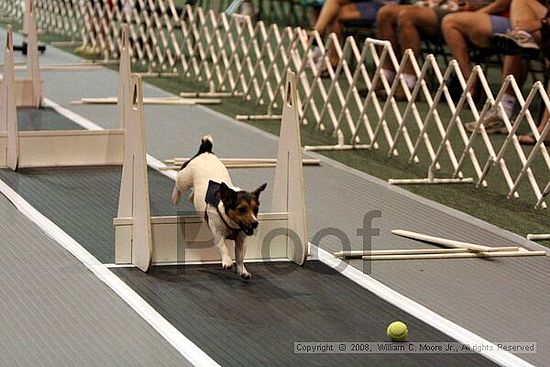 Dawg Derby Flyball Tournement<br />July 12<br />Classic Center<br />Athens, Ga