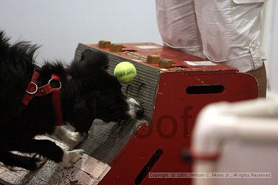 Dawg Derby Flyball Tournement<br />July 12<br />Classic Center<br />Athens, Ga
