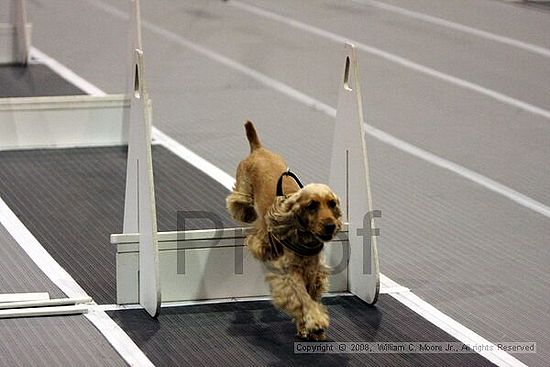 Dawg Derby Flyball Tournement<br />July 12<br />Classic Center<br />Athens, Ga