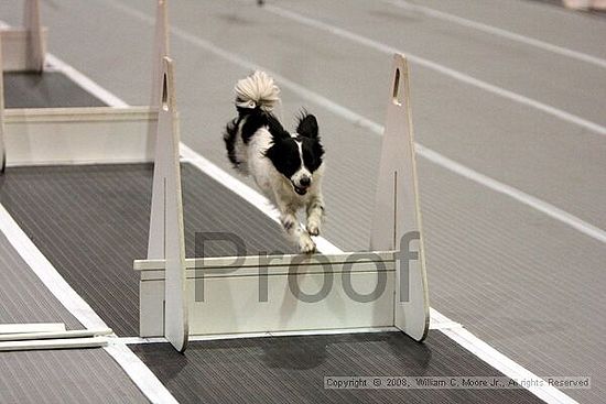 Dawg Derby Flyball Tournement<br />July 12<br />Classic Center<br />Athens, Ga