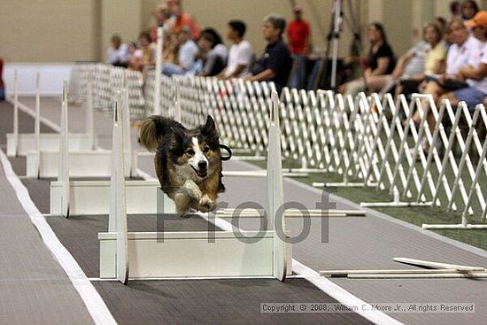 Dawg Derby Flyball Tournement<br />July 12<br />Classic Center<br />Athens, Ga