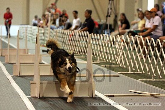 Dawg Derby Flyball Tournement<br />July 12<br />Classic Center<br />Athens, Ga