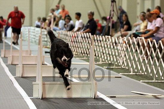Dawg Derby Flyball Tournement<br />July 12<br />Classic Center<br />Athens, Ga