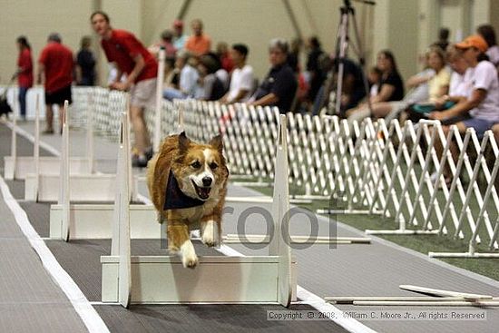 Dawg Derby Flyball Tournement<br />July 12<br />Classic Center<br />Athens, Ga