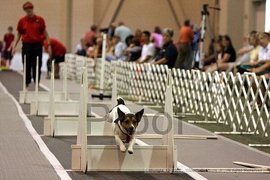 Dawg Derby Flyball Tournement<br />July 12<br />Classic Center<br />Athens, Ga